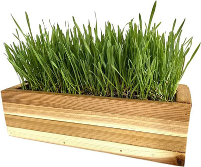 CYBEXIS LX-98 - Pet/Cat Grass - (1500 Seeds) Seed(1500 per packet)