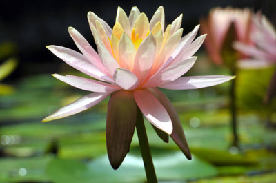 Harcog lotus,kamal gatta Seed(11 per packet)