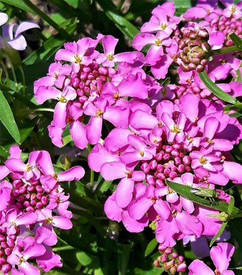 CRGO ® GBPT-62-Candytuft Pink/White Wildflower Packet of Seeds-75 x Seeds Seed(75 per packet)