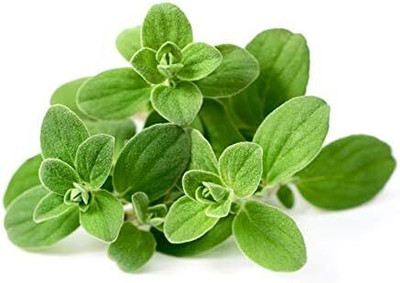 Qualtivate ICRA-3A Herb Marjoram Oregano Seed(200 per packet)