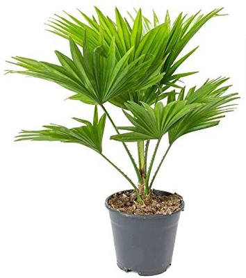 Kapebonavista Saribus rotundifolius Footstool Palm Live Plant Seed(1 per packet)