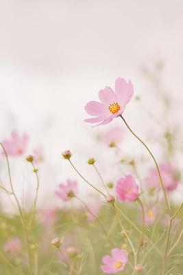 Aywal Brahmaand Phool Cosmos For Containers Flower Seed(7 g)
