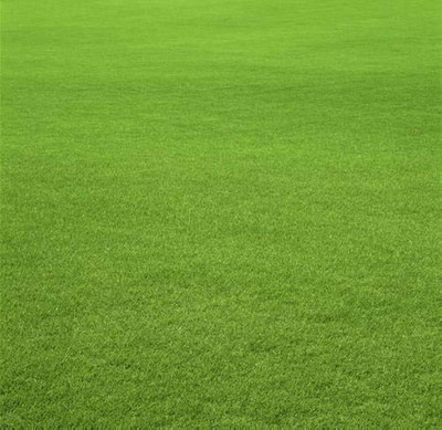 BDSresolve Lawn grass seeds for garden/Lawn Grass Seeds 3000 Seed(3000 per packet)