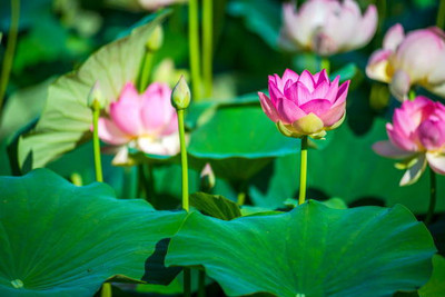 AtoZprintshop lotus,kamal gatta Seed(11 per packet)