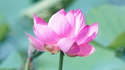 UGROW INIDA lotus,kamal gatta Seed(15 per packet)