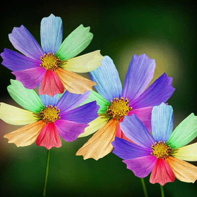 CYBEXIS XLR-23 - Amazing Rainbow Color Chrysanthemum Flower - (270 Seeds) Seed(270 per packet)
