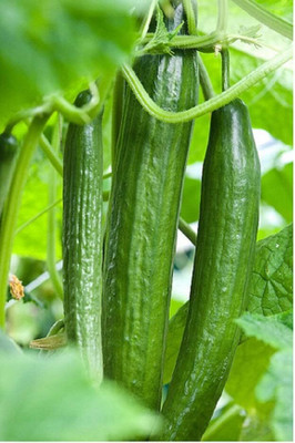 KNESSiN CUCUMBER CARMEN Seed(1250 per packet)