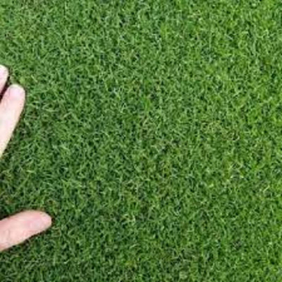 ibains Grass seed Seed(9600 per packet)