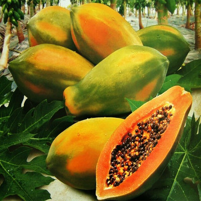 Farmonix Papaya Seeds Dwarf Variety Seed(20 per packet)