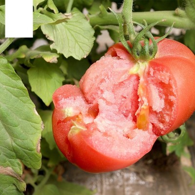 Quentova Desi Salad Red Tomatoes-VISHVA-5F Seed(250 per packet)