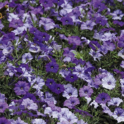 VibeX NBIR-76 - Shock Wave Denim Shades Petunia - (60 Seeds) Seed(60 per packet)