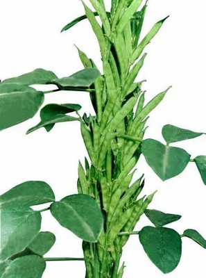 Flipkart SmartBuy Cluster Beans Guar Seed(20 per packet)