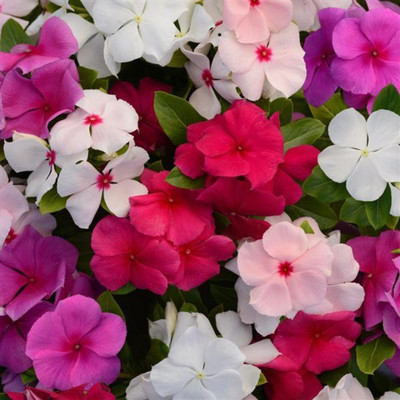 Pbevergreen Vinca Flower Seeds – Periwinkle Mixture Seed(80 per packet)