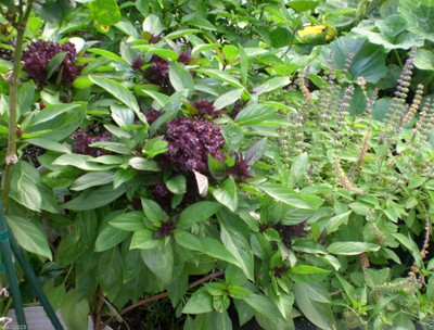 Qualtivate VVI-14 Licorice Basil(Ocimum basilicum) Seed(1000 per packet)