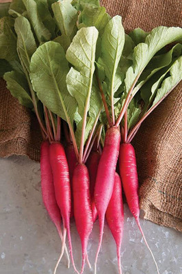 AMAJIT Long Radish/ Half Red Mooli for Home gardening(48) Seed(48 per packet)