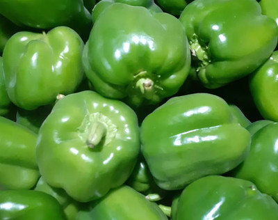 VASUDHA Organic Capsicum Seed(100 per packet)