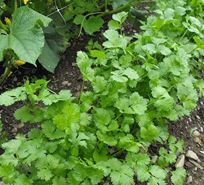 KANAYA Coriander (Dhaniya) Seed(175 per packet)
