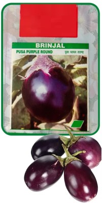 Qualtivate HXL-7AT BRINJAL (BEGAN ,EGG PLANT ) Seed(300 per packet)