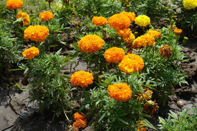 Shyamkripa creation marigold/gende ka phool flower seeds Seed(75 per packet)