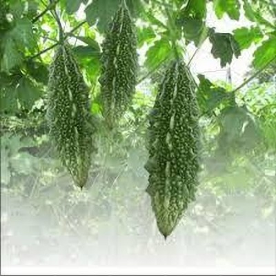 XOLDAA F1 BEST QUALITY BITTER GOURD SEEDS Seed(13 per packet)