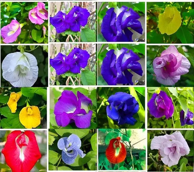 SEEDARIA Mix colour Aparajita Flower seeds Seed(15 per packet)