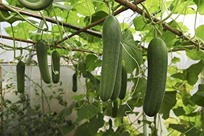 KANAYA Cucumber Seed(20 per packet)