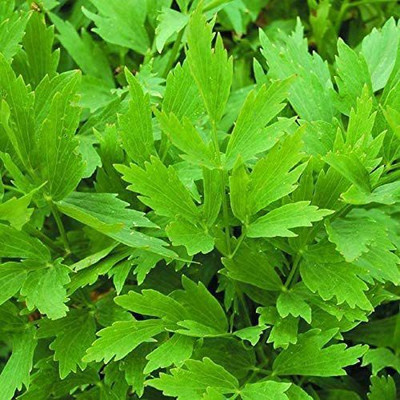 CYBEXIS GBPUT-44 - Lovage Herb - (2250 Seeds) Seed(2250 per packet)