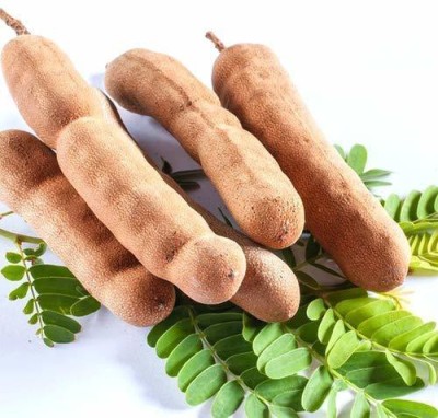 KANAYA IMLI KE BEEJ / TAMARIND SEEDS IMLEE KE BEEJ FOR Home Gardening Seed(4 per packet)