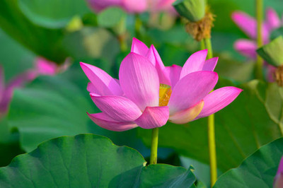 iva lotus,kamal gatta Seed(10 per packet)