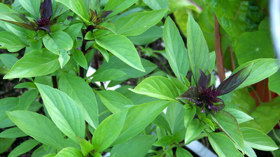 CYBEXIS TLX-92 - Thai Basil Tulsi Ocimum tenuiflorum - (4500 Seeds) Seed(4500 per packet)