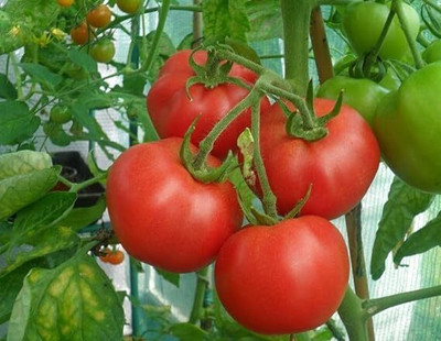 GREENSEA High Yielding Tomato Seeds for Home Gardening Seed(200 per packet)