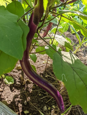Avysa Chinese String Eggplant Seed(1000 per packet)