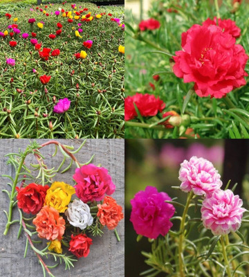 ibains portulaca hybrid mixed seed bij 76 Seed(76 per packet)
