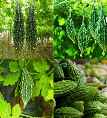 ibains kerala vegetable seeds biij 18 Seed(18 per packet)