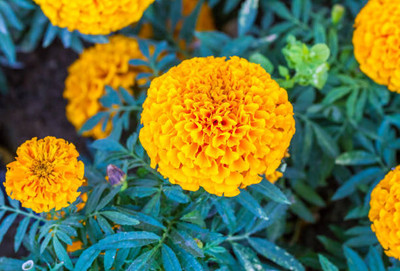 clause marigold/gende ka phool flower seeds Seed(75 per packet)