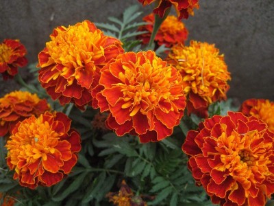 VibeX ® XXL-280 French Marigolds Spray Petite Seed(500 per packet)