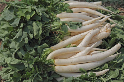 KANAYA Radish - Long Mooli Hybrid Vegetable Seeds Seed(70 per packet)