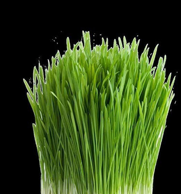 CYBEXIS PUAS-43 - Cat Wheatgrass - (22500 Seeds) Seed(22500 per packet)