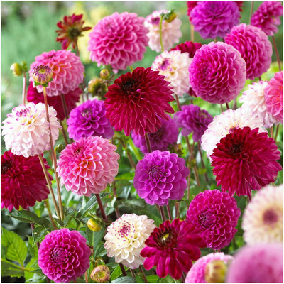 Qualtivate ATS-387 Dahlia Flower Mix from Holland Seed(50 per packet)