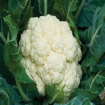 Quentova Phool Gobhi Cauliflower फूल गोभी-2A-NST Seed(200 per packet)