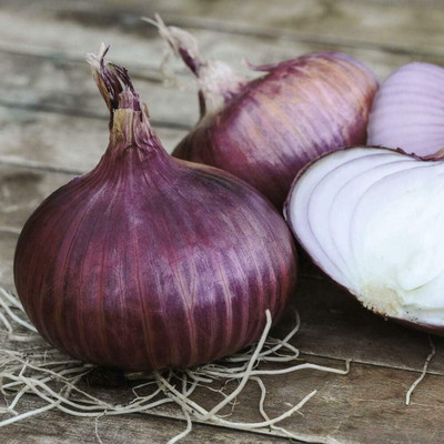 WILLVINE Onion Red Baron Seeds-[5000 Seeds] Seed(5000 per packet)