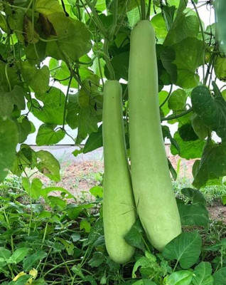 KNESSiN High-Yielding Bottle Gourd F1 Hybrid Sarita-[100gm] Seed(400 per packet)