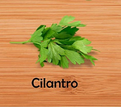 CYBEXIS HUA-48 - Cilantro (Coriandrum sativum) - (2250 Seeds) Seed(2250 per packet)