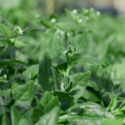Qualtivate PUA-4A New Zealand Spinach Seeds Seed(25 per packet)