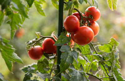 Unimart tomato Seed(145 per packet)