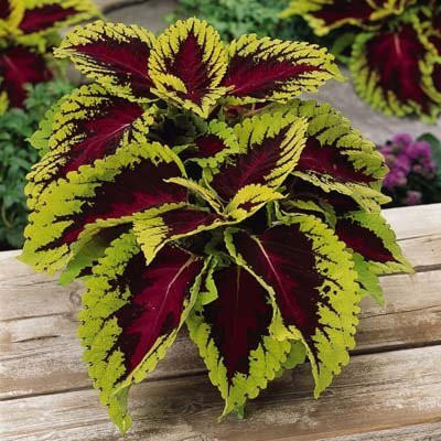 Qualtivate NBIR-15 Flower Seeds Coleus - Improved Rainbow Mixed Seed(100 per packet)