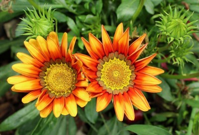 INTRA Organic Gazania Flower Seed(100 per packet)