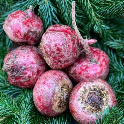 MYLAWN Blood Turnip Mangel Beetroot Garden Seed(2000 per packet)