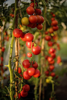 Dream Team tomato Seed(55 per packet)