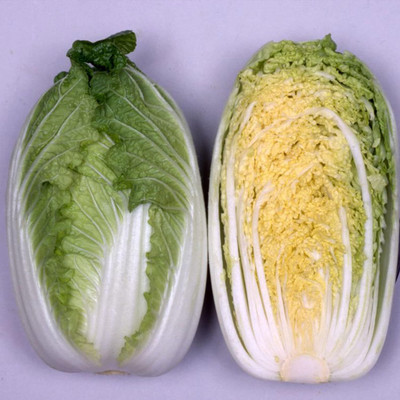 WILLVINE VMR -XIII Chinese Cabbage Seeds - Mini Kisaku [25g] Seed(7500 per packet)